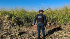 Corpo em avançado estado de decomposição é encontrado em Dourados