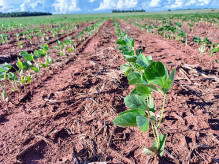 Com El Niño e calor acima da média, produtores de soja terão desafios na nova safra