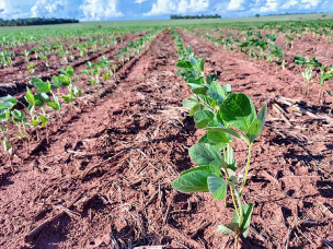 Com El Niño e calor acima da média, produtores de soja terão desafios na nova safra