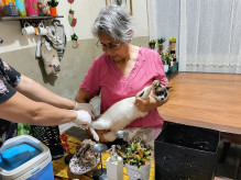 Dourados vacina quase 700 animais acolhidos por protetores; ação continua