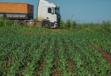Frete chega a consumir 60% do valor do milho e desafia agronegócio de MS