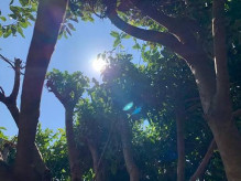 Domingo de tempo firme, sol predominando e máxima de 28ºC em Dourados