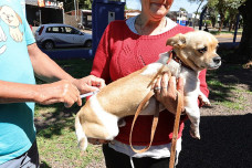 Prefeitura mantém vacinação de animais acolhidos por protetores e ONGs