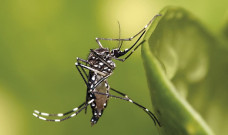 Saúde registra quase 10 mil casos e 30 óbitos por chikungunya em Mato Grosso do Sul