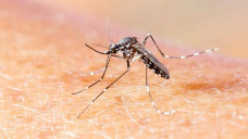 Mato Grosso do Sul registra 10.041 casos confirmados de chikungunya