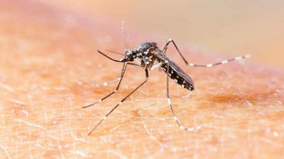 Mato Grosso do Sul registra 10.041 casos confirmados de chikungunya