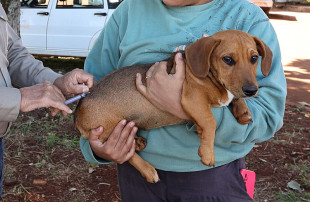 Vacinação antirrábica chega ao Parque do Lago, Novo Horizonte, Cachoeirinha e Flórida