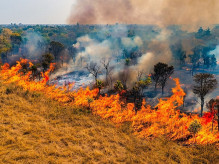 Pantanal em Alerta amplia ações diante do avanço das queimadas no bioma