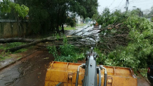 Prefeitura remove árvores após chuva superar metade da média mensal