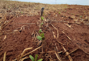 Plantio da soja avança nas regiões Centro e Sul, mas segue lento no Norte