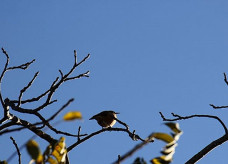 Foto: Chico Ribeiro/Portal MS