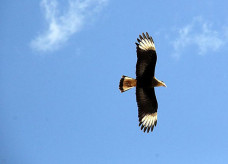 Foto: Chico Ribeiro/Portal MS