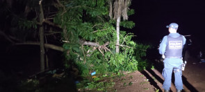 Jovem morre após perder controle de camionete e bater em árvores em Itaporã