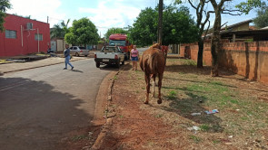 Animal cai em bueiro na Vila Industrial