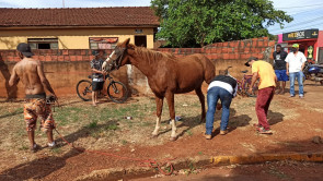 Animal cai em bueiro na Vila Industrial
