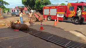 Animal cai em bueiro na Vila Industrial