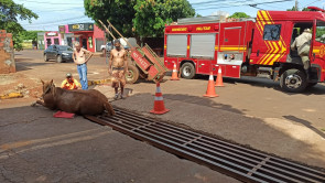 Animal cai em bueiro na Vila Industrial