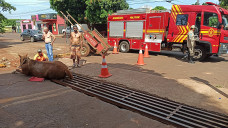 Fotos: Sidnei Bronka/Ligado Na Notícia