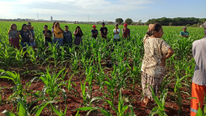 Homem é encontrado morto em milharal em Dourados