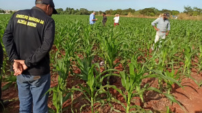 Homem é encontrado morto em milharal em Dourados