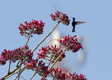 Foto: Saul Schramm/Portal MS