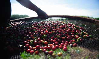 Previsão é da Associação Brasileira da Indústria de Café; Foto: Agência Brasil