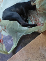 Homem é preso por maltratar cachorro até a morte em Dourados