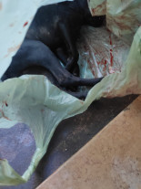 Homem é preso por maltratar cachorro até a morte em Dourados