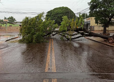 Árvore caída na rua Bela Vista, em Dourados; Fotos: Sidnei Bronka/Ligado Na Notícia