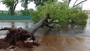 Ventos e chuva forte derrubam árvores em vários pontos de Dourados