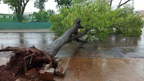 Ventos e chuva forte derrubam árvores em vários pontos de Dourados