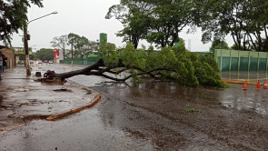 Ventos e chuva forte derrubam árvores em vários pontos de Dourados