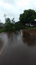 Ventos e chuva forte derrubam árvores em vários pontos de Dourados