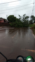 Ventos e chuva forte derrubam árvores em vários pontos de Dourados