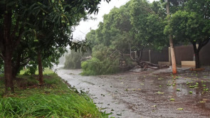 Ventos de 41km/h derrubam árvores em vários pontos de Dourados