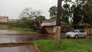 Ventos de 41km/h derrubam árvores em vários pontos de Dourados