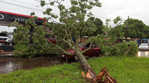 Ventos de 41km/h derrubam árvores em vários pontos de Dourados