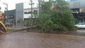 Ventos de 41km/h derrubam árvores em vários pontos de Dourados