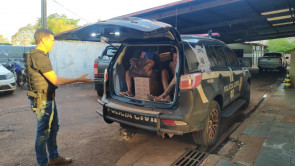 Defron fecha entreposto de drogas e apreende até ‘pé’ de maconha em Dourados