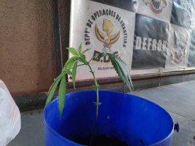 Defron fecha entreposto de drogas e apreende até ‘pé’ de maconha em Dourados