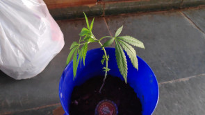 Defron fecha entreposto de drogas e apreende até ‘pé’ de maconha em Dourados