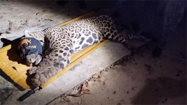 VÍDEO: Onça que matou caseiro no Pantanal é capturada próxima ao local do ataque